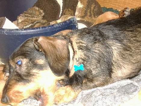 Gravhund Oscar - marts 2007 billede 19