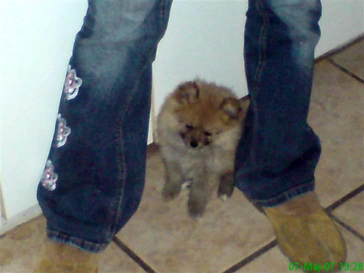 Pomeranian Rosa billede 1