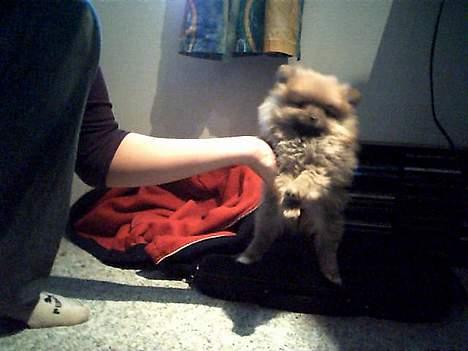 Pomeranian Rosa billede 2