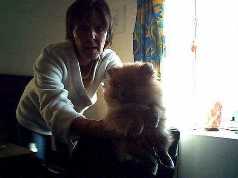 Pomeranian Rosa billede 3