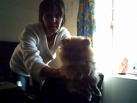 Pomeranian Rosa billede 4