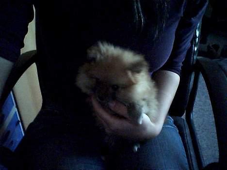 Pomeranian Rosa billede 5