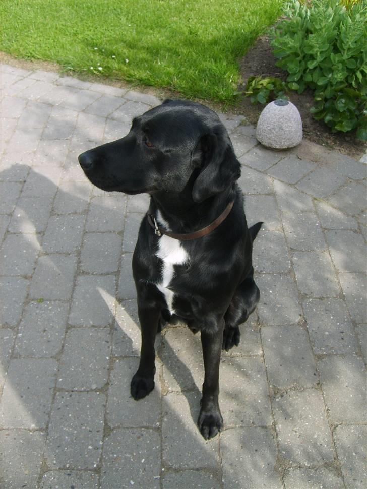 Blanding af racer Buster - nye billeder. :) billede 5