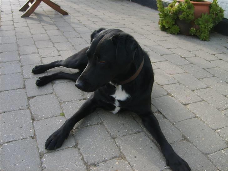 Blanding af racer Buster billede 6