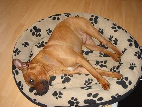 Amerikansk staffordshire terrier Basse. - ZZZZZZZ billede 3