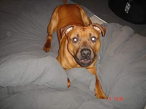 Amerikansk staffordshire terrier Basse. - Kom så og fang mig, du er den. billede 4