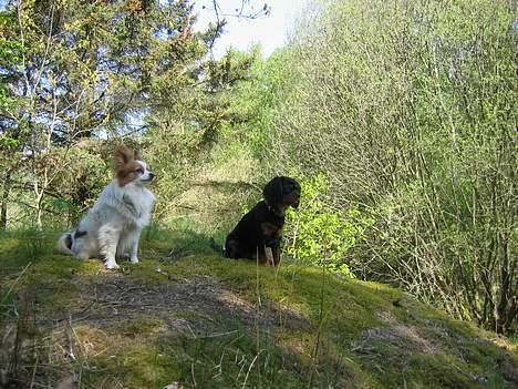 Cavalier king charles spaniel Pultz's Soya (Bailey) - Rex og jeg har styr på det billede 9