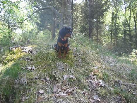 Cavalier king charles spaniel Pultz's Soya (Bailey) - Jeg nyder solen i skyggen billede 10