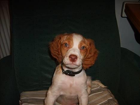 Breton Rex ~ NYE BILLEDER - Hva deet for en ting? :D Nysgerrig hund! :p billede 1