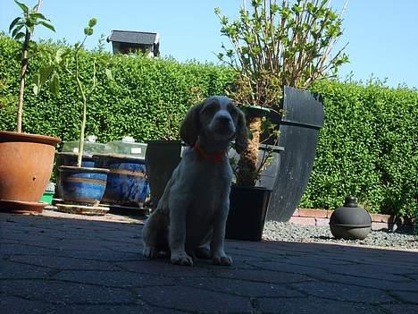 Breton Rex ~ NYE BILLEDER - Sidde pænt kan vi også :D billede 3