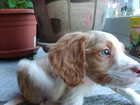 Breton Rex ~ NYE BILLEDER - Dumme halsbånd :D billede 4