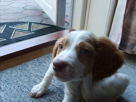 Breton Rex ~ NYE BILLEDER - Krads Krads :p Den er så nusser :D billede 5