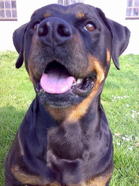 Rottweiler Marco`s Jessie - Har jeg en stor næse billede 6