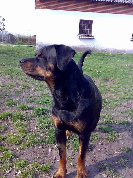 Rottweiler Marco`s Jessie - Hmm hørte jeg ikke noget??? billede 7