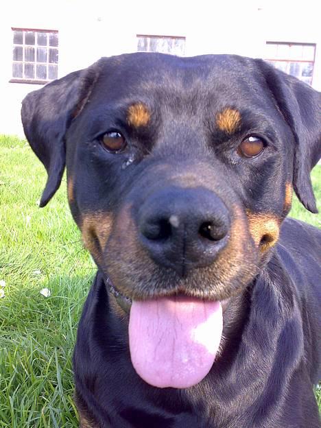 Rottweiler Marco`s Jessie billede 8