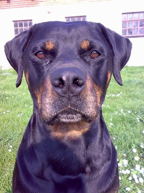 Rottweiler Marco`s Jessie billede 9