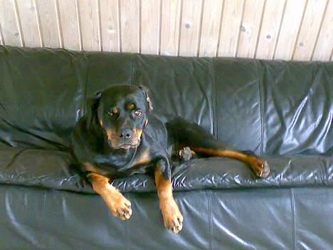 Rottweiler Marco`s Jessie - Skønt med sin egen sofa billede 10