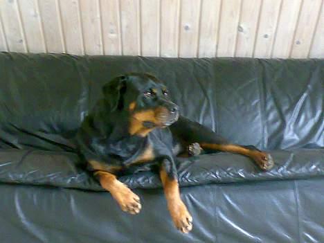 Rottweiler Marco`s Jessie billede 11