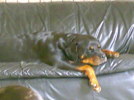 Rottweiler Marco`s Jessie billede 12