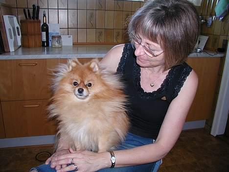 Pomeranian Topsy's Balou billede 10
