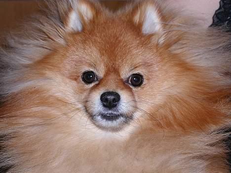 Pomeranian Topsy's Balou billede 11