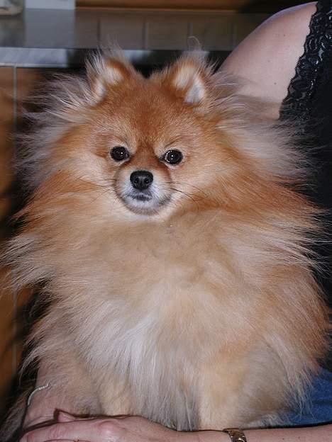 Pomeranian Topsy's Balou billede 12