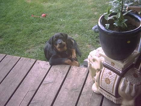Rottweiler REX - ja magelig har jeg altid været billede 1