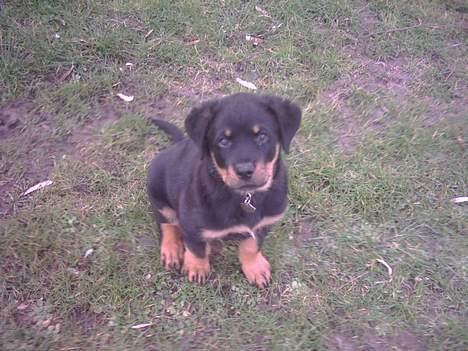 Rottweiler REX - jeg er lige til at nusse ik.  billede 2