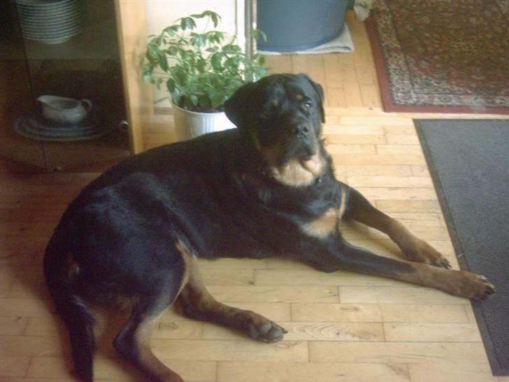 Rottweiler REX - phy ha en dag billede 3