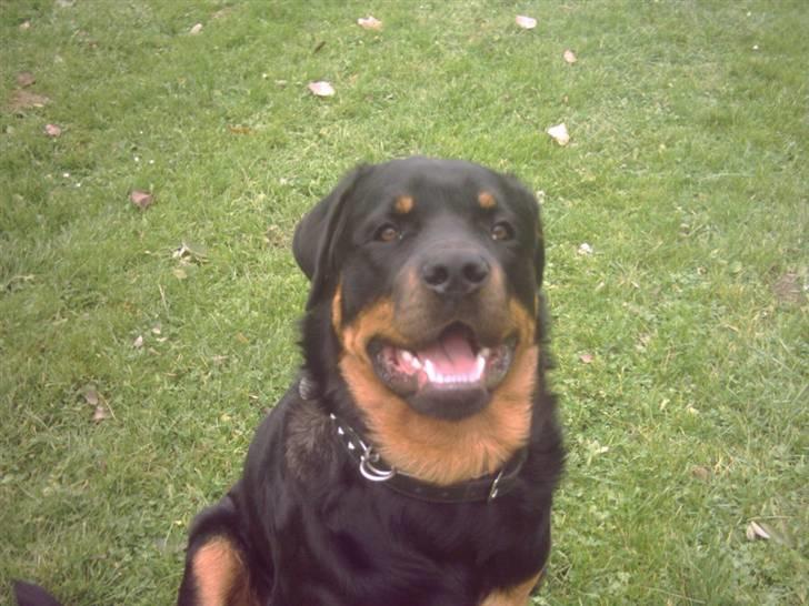 Rottweiler REX - Se lige mine hvide tænder.. har lige fået dem bleget! billede 4
