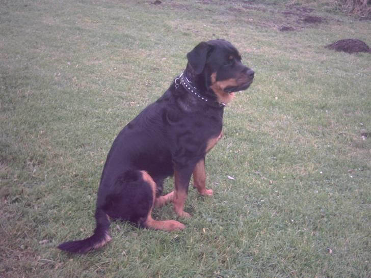 Rottweiler REX billede 5