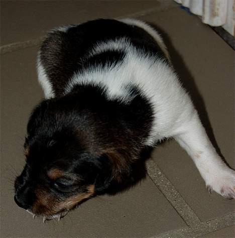 Dansk svensk gaardhund Tumle - Tumle 3 uger gammel billede 15