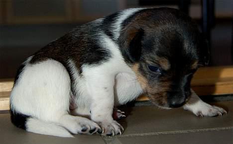 Dansk svensk gaardhund Tumle - Tumle 3 uger gammel billede 16