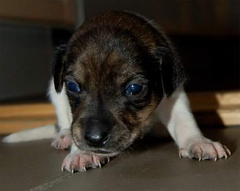 Dansk svensk gaardhund Tumle - Tumle 3 uger gammel billede 17