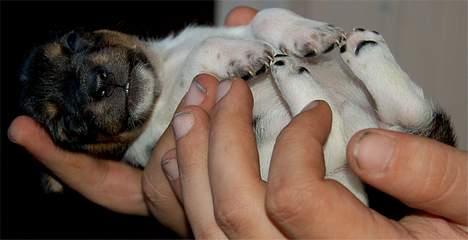 Dansk svensk gaardhund Tumle - Tumle 3 uger gammel billede 19