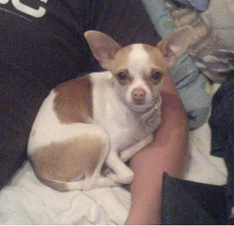 Chihuahua Chanel billede 16