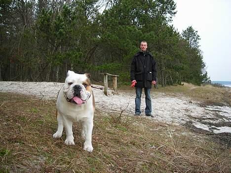 Engelsk bulldog Spencer - Hov, hvor skal du hen? jeg må hellere følge efter billede 15