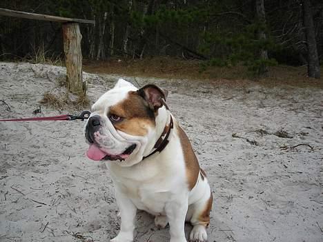 Engelsk bulldog Spencer - Nej, jeg gider ikke kigge på dit kamera billede 16