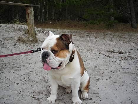 Engelsk bulldog Spencer - Nej, blev der sagt billede 17