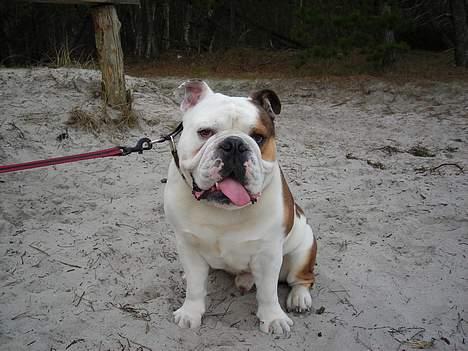 Engelsk bulldog Spencer - Ok, så kigger jeg....hvis jeg absolut skal billede 18