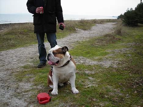Engelsk bulldog Spencer - På stranden billede 19