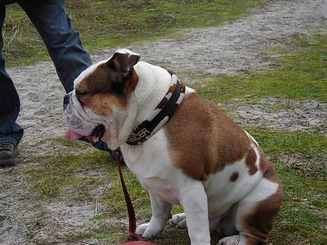 Engelsk bulldog Spencer - Skal vi ikke snart videre? billede 20