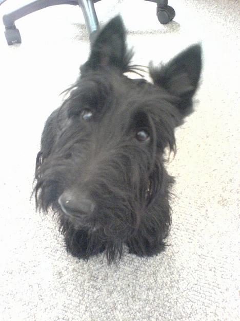 Skotsk terrier Sofiendals Dixie - Dixie billede 15