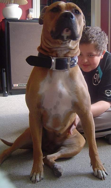 Amerikansk staffordshire terrier Zenta - Det er dejligt at blivet kløet på ryggen.. billede 10