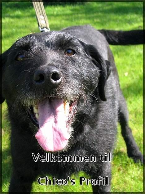 Blanding af racer Chico - Velkommen til... billede 1