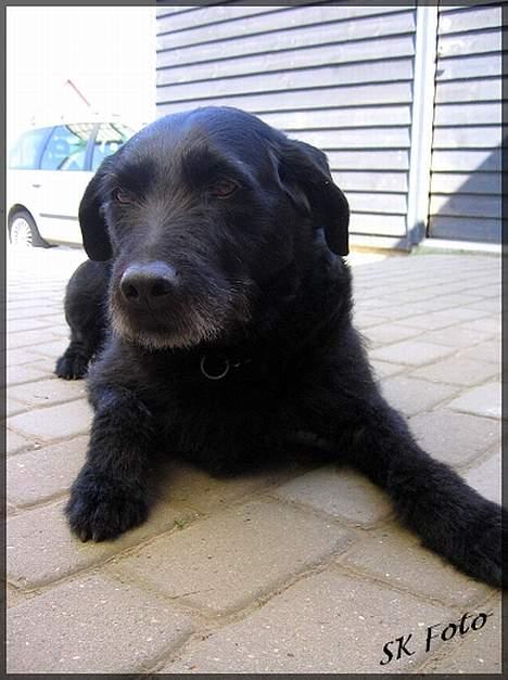 Blanding af racer Chico - Dejlige Chico.. billede 2