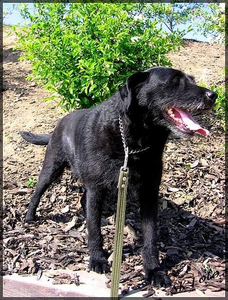 Blanding af racer Chico - Chico i legeparken i byen... billede 3