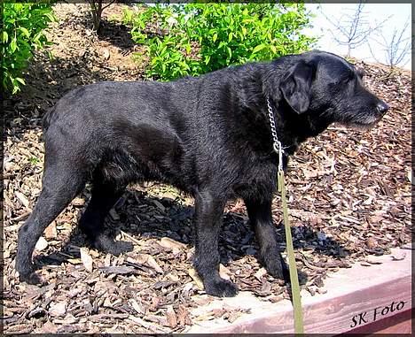 Blanding af racer Chico - Tja, på tur igen.. billede 4