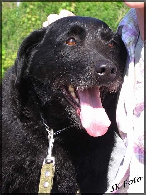 Blanding af racer Chico - Det er så hyggeligt at være på tur...  billede 6