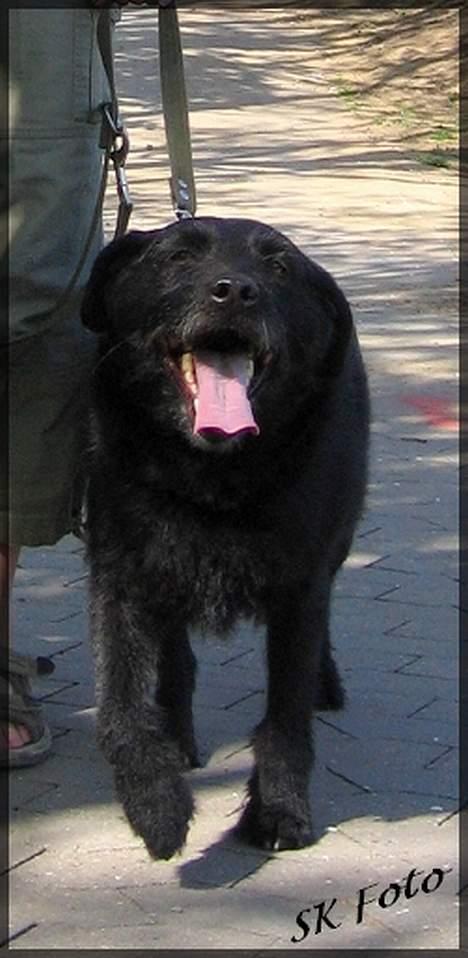 Blanding af racer Chico - Puh ha... Min kondi er ikke hvad den har været... :) billede 7